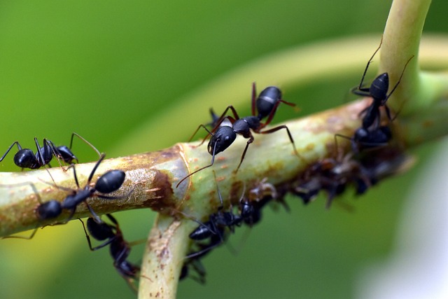 Several ants crawl on a branch.