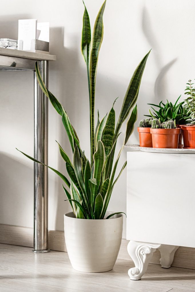 A snake plant in a white pot.