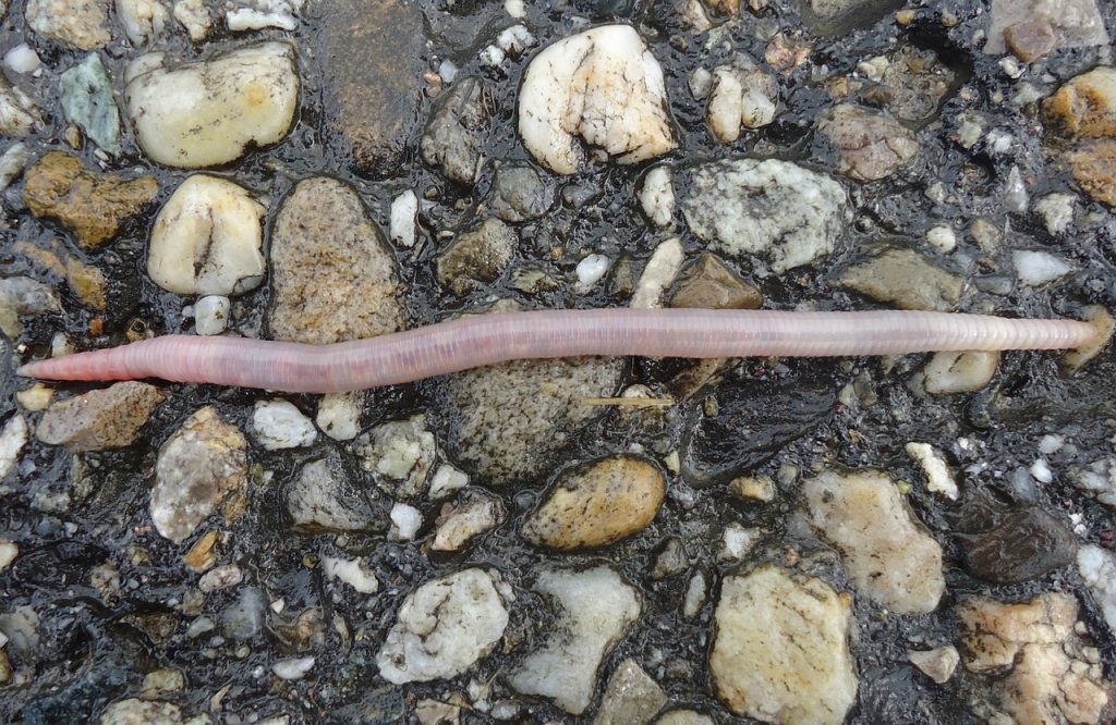 An earthworm crawls on top of some pebbles.